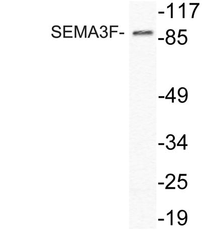 SEMA3F rabbit pAb