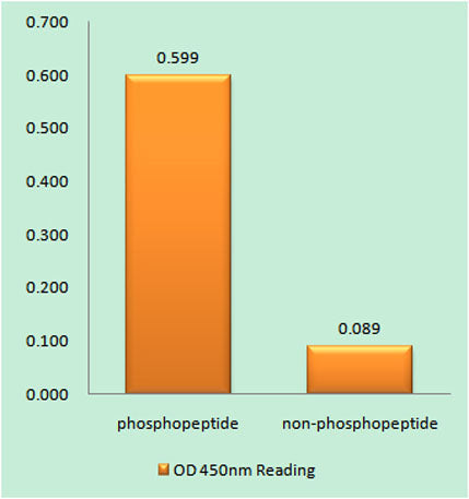 BLM (phospho Thr99) rabbit pAb