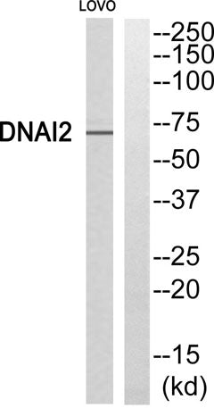 Dynein IC2 rabbit pAb
