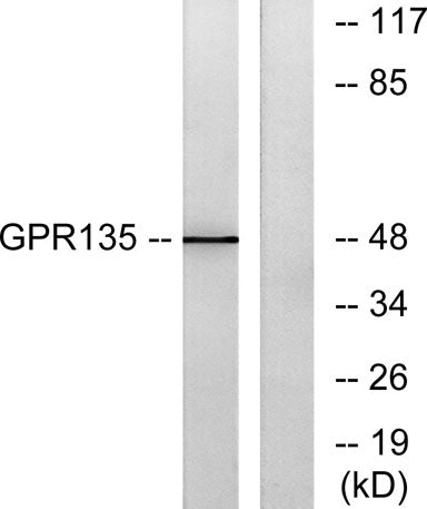 GPR135 rabbit pAb