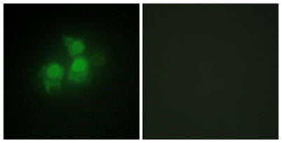 InsP5 2-kinase rabbit pAb