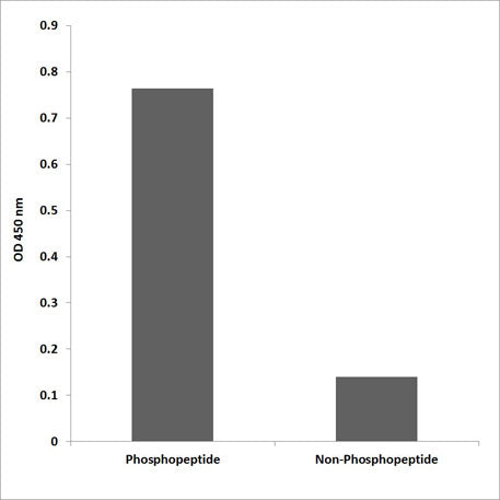 CD318 (phospho Tyr707) rabbit pAb