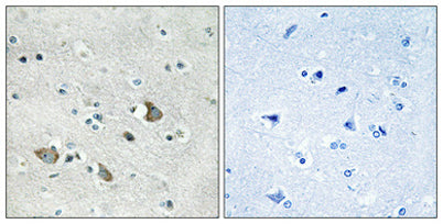 MRP-L32 rabbit pAb