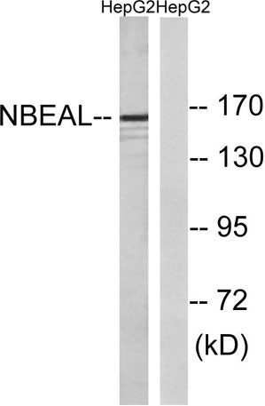 NBEAL1 rabbit pAb