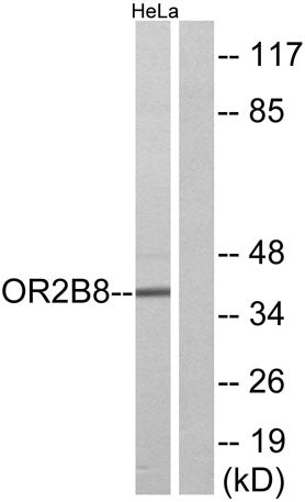 Olfactory receptor 2B8 rabbit pAb