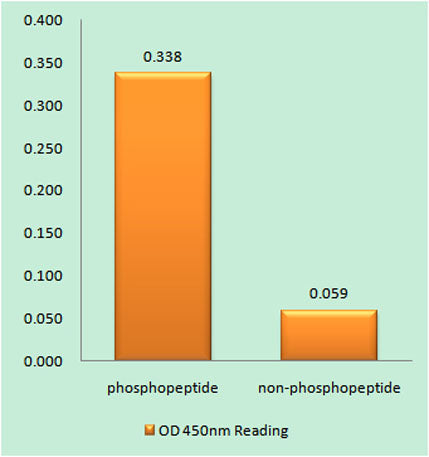 Synuclein-α (phospho Tyr133) rabbit pAb