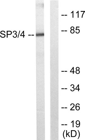 Sp3/4 rabbit pAb