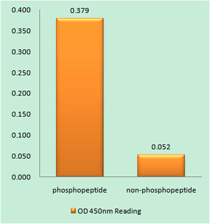 c-Src (phospho Tyr216) rabbit pAb