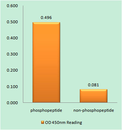 SRF (phospho Ser103) rabbit pAb
