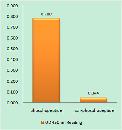 SRF (phospho Ser77) rabbit pAb