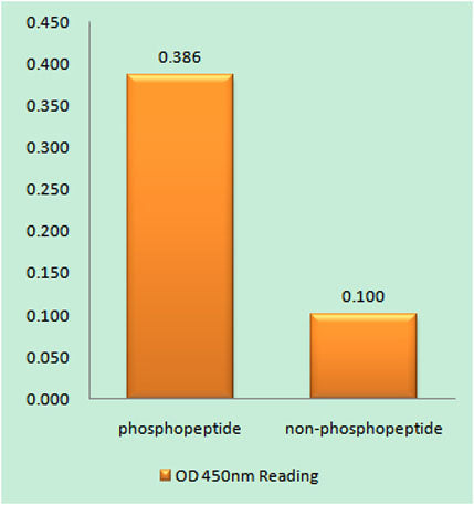 Raf-B (phospho Thr753) rabbit pAb