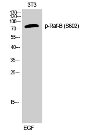 Raf-B (phospho Ser602) rabbit pAb