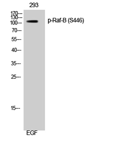Raf-B (phospho Ser446) rabbit pAb