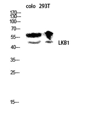 LKB1 rabbit pAb