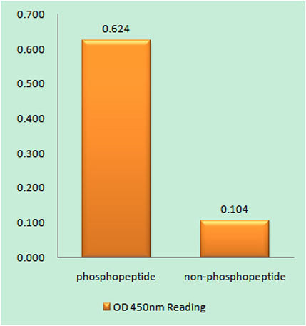 Synapsin I (phospho Ser605) rabbit pAb