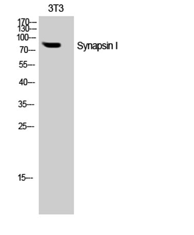 Synapsin I rabbit pAb