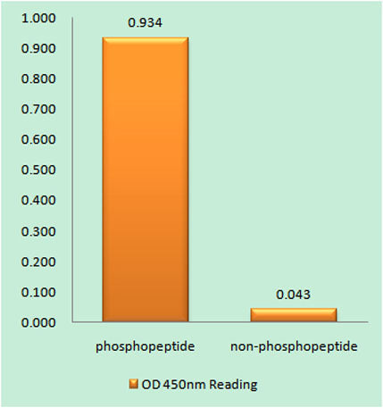 TACE (phospho Thr735) rabbit pAb
