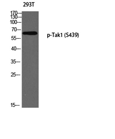Tak1 (phospho Ser439) rabbit pAb