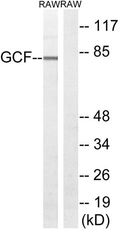 TCF-9 rabbit pAb