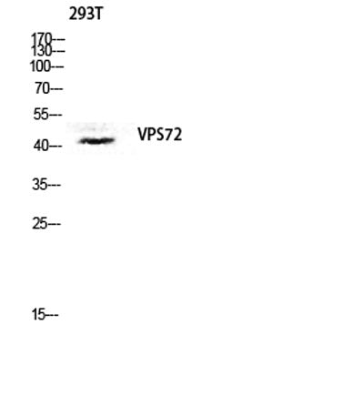 VPS72 rabbit pAb