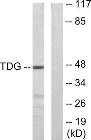 TDG rabbit pAb