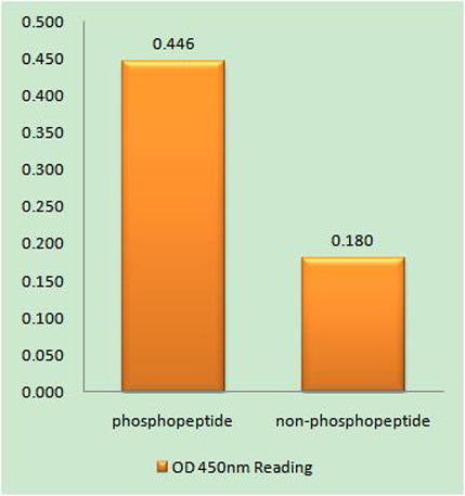 TGFβ RII (phospho Ser225) rabbit pAb