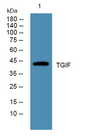 TGIF rabbit pAb