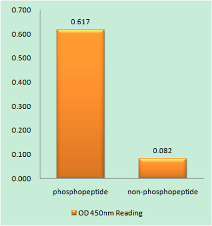 Thymidine Kinase (phospho Ser13) rabbit pAb