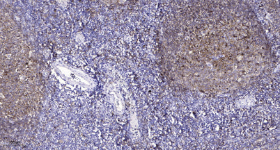 Claudin-5 rabbit pAb