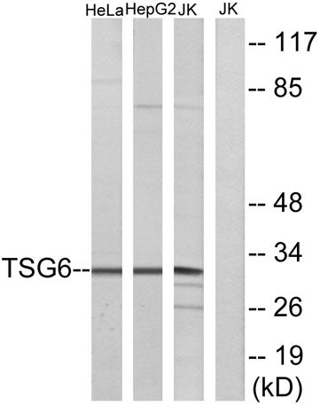 TSG-6 rabbit pAb