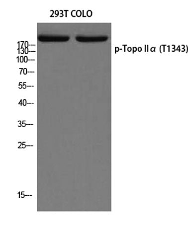 Topo IIα (phospho Thr1343) rabbit pAb