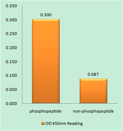 p53 (phospho Thr387) rabbit pAb