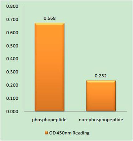 p53 (phospho Ser376) rabbit pAb