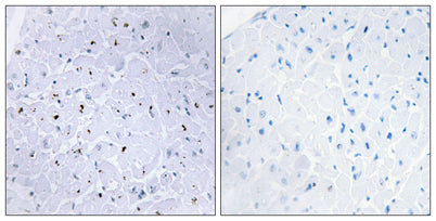 53BP1 (phospho Ser6) rabbit pAb