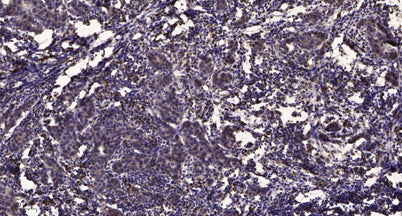 53BP1 rabbit pAb