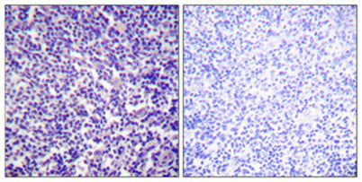 VASP (phospho Ser157) rabbit pAb