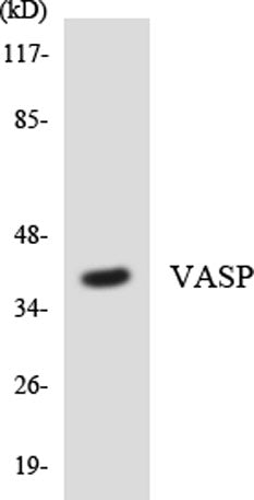 VASP rabbit pAb