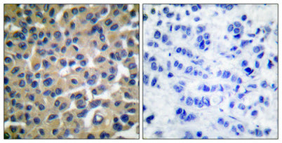 Vav (phospho Tyr174) rabbit pAb