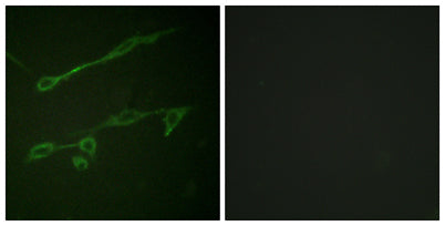 Vav2 (phospho Tyr142) rabbit pAb