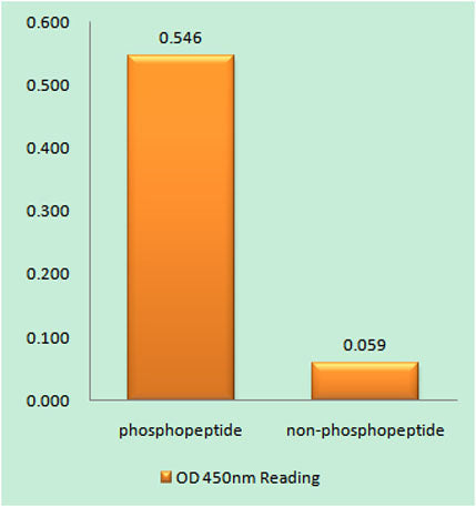 Vinculin (phospho Tyr821) rabbit pAb
