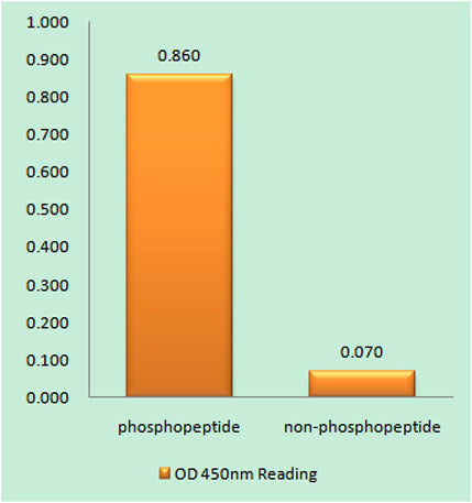 VDR (phospho Ser208) rabbit pAb