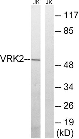 VRK2 rabbit pAb