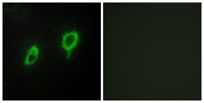 14-3-3 γ rabbit pAb
