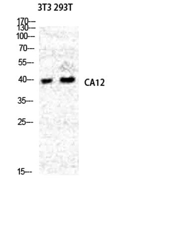 CA XII rabbit pAb