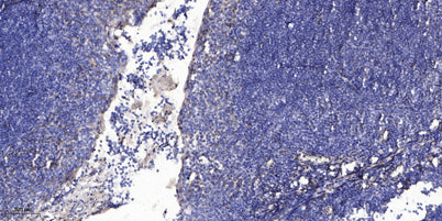 ZnT-2 rabbit pAb