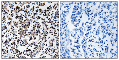 ZnT-4 rabbit pAb