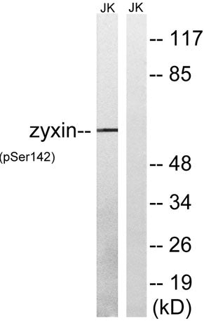 Zyxin (phospho Ser142) rabbit pAb