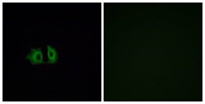 Frizzled-5 rabbit pAb
