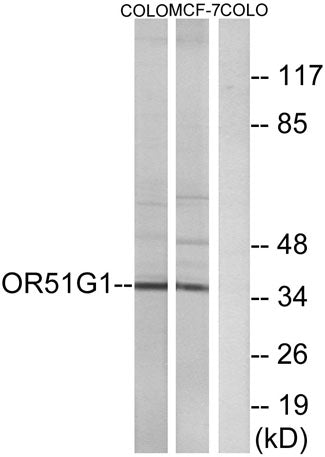 Olfactory receptor 51G1 rabbit pAb