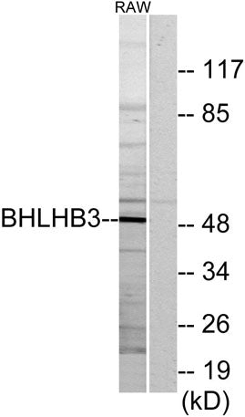 DEC2 rabbit pAb